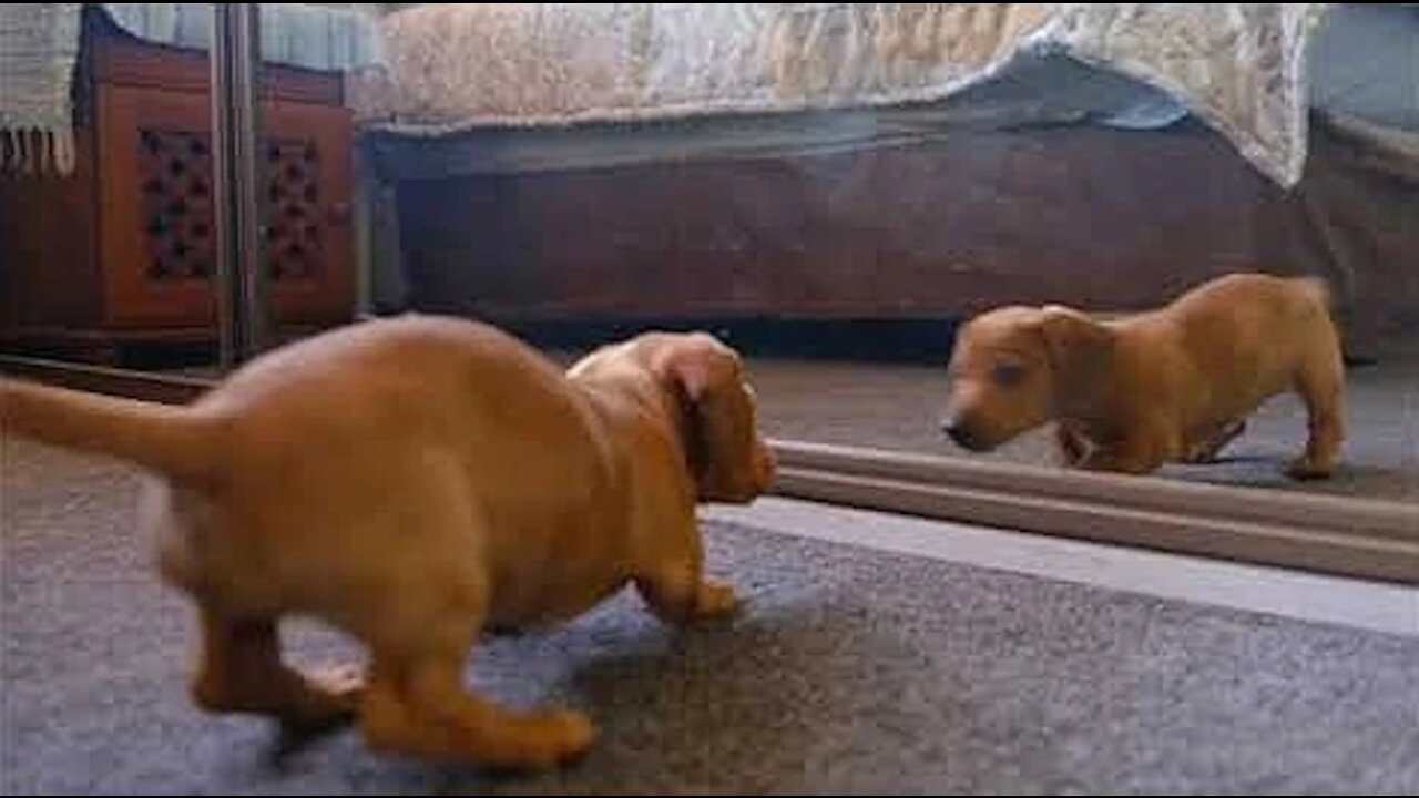 Dog Fights With its Reflection