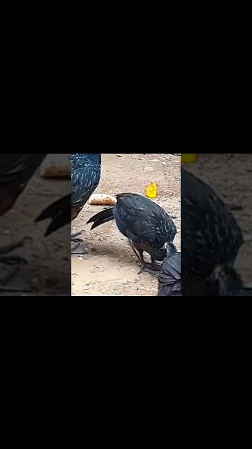 JACU E SEUS FILHOTES COM FOME EM BUSCA DE COMIDA