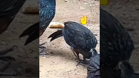 JACU E SEUS FILHOTES COM FOME EM BUSCA DE COMIDA