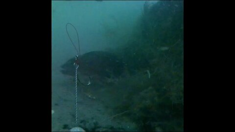 Puffer Fish and Snapper