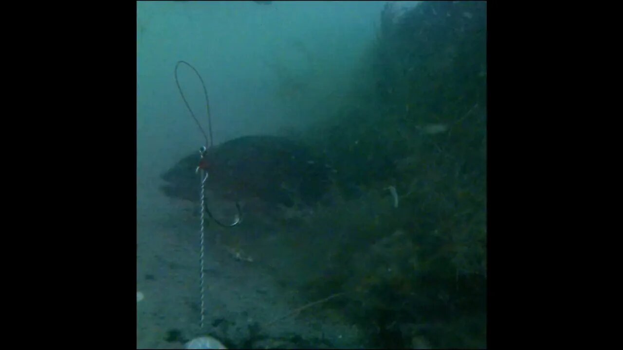 Puffer Fish and Snapper