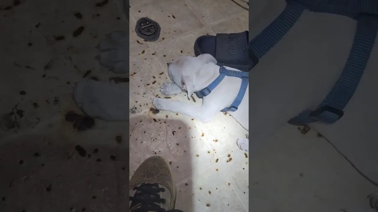 @LITTLE_WHITE_PITBULL. ANYONE NEED A BOY??