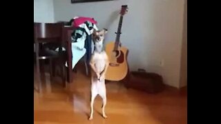 Cão se equilibra nas patas traseiras para pedir comida