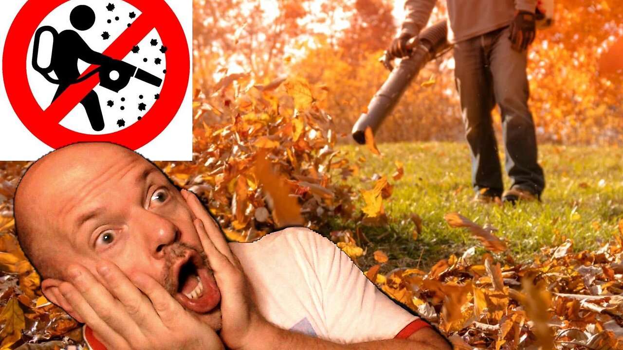 Baltimore Leaf Blower Ban! (now I feel safe!!)