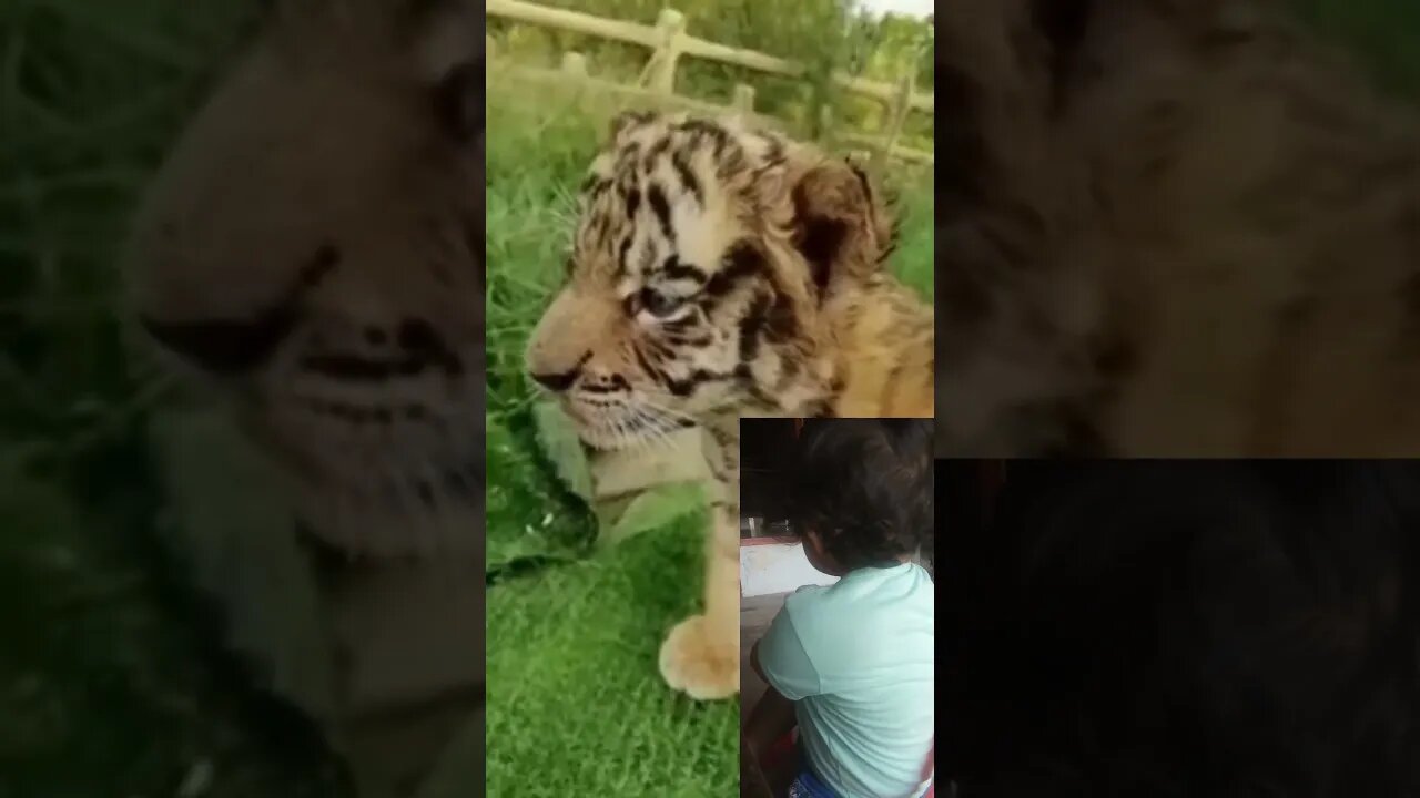 Cute baby tiger running #shorts #feedshorts #feed