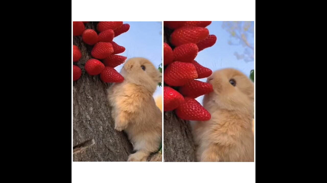 A RABBIT EATING STRAWBERRY!!