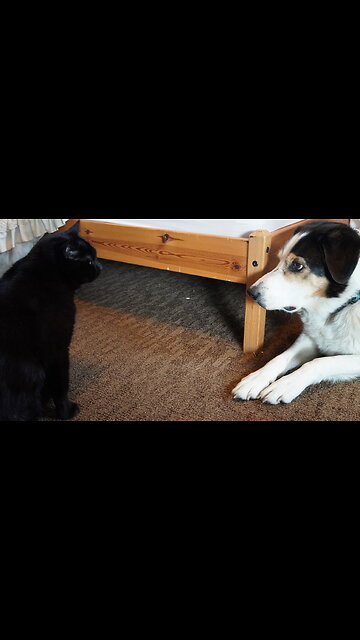 THIS DOG is Obsessed with THIS CAT!