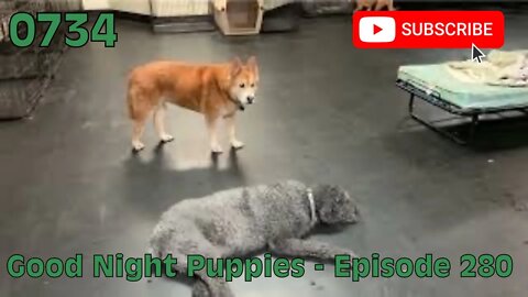 [0734] GOOD NIGHT PUPPIES - EPISODE 280 [#dogs #doggos #doggies #puppies #dogdaycare]