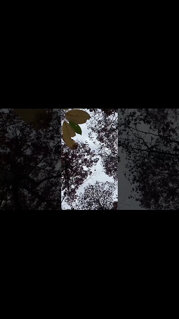 #droctagon #blueflowers