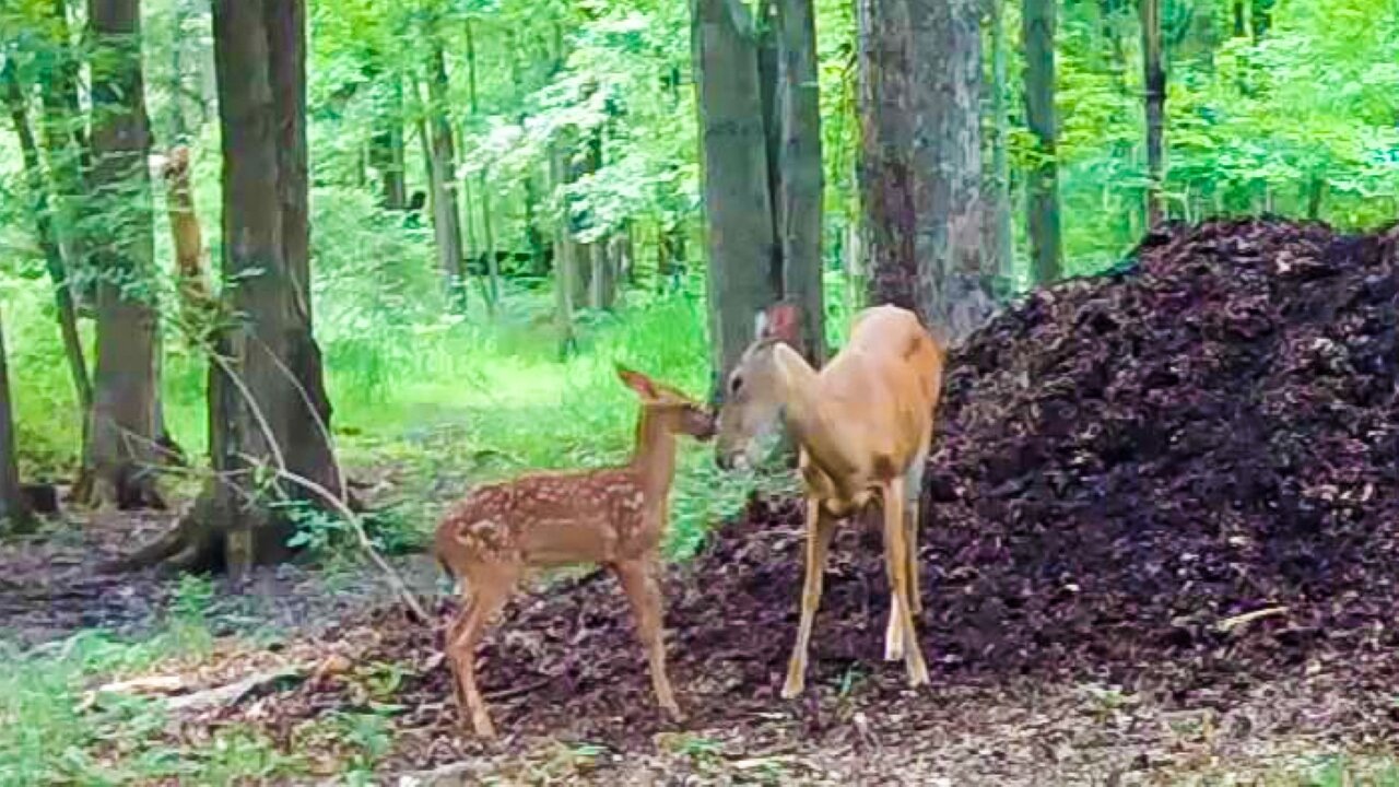 Fawn is a PITA playing with mom on the huge leaf pile!