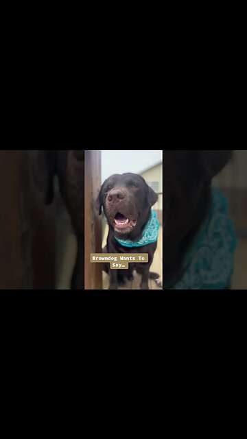 #shorts #bluedog #browndog