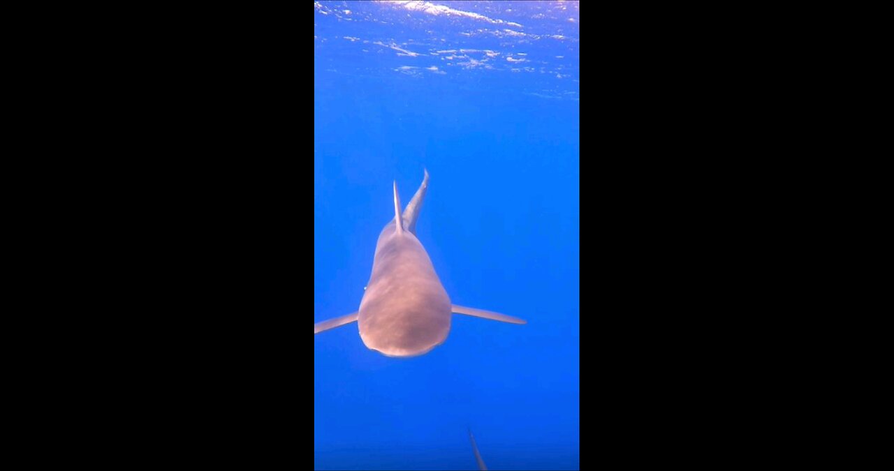 snorkeling with sharks!
