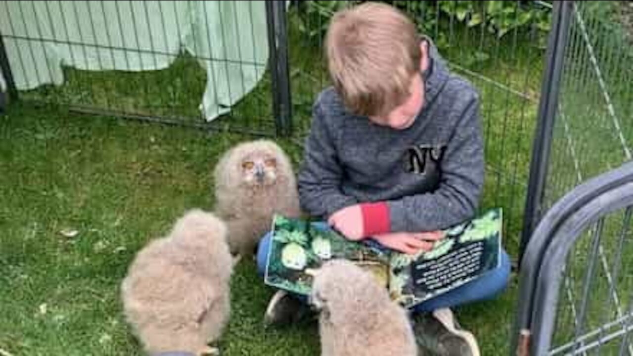 Beautiful bond between boy and baby owls