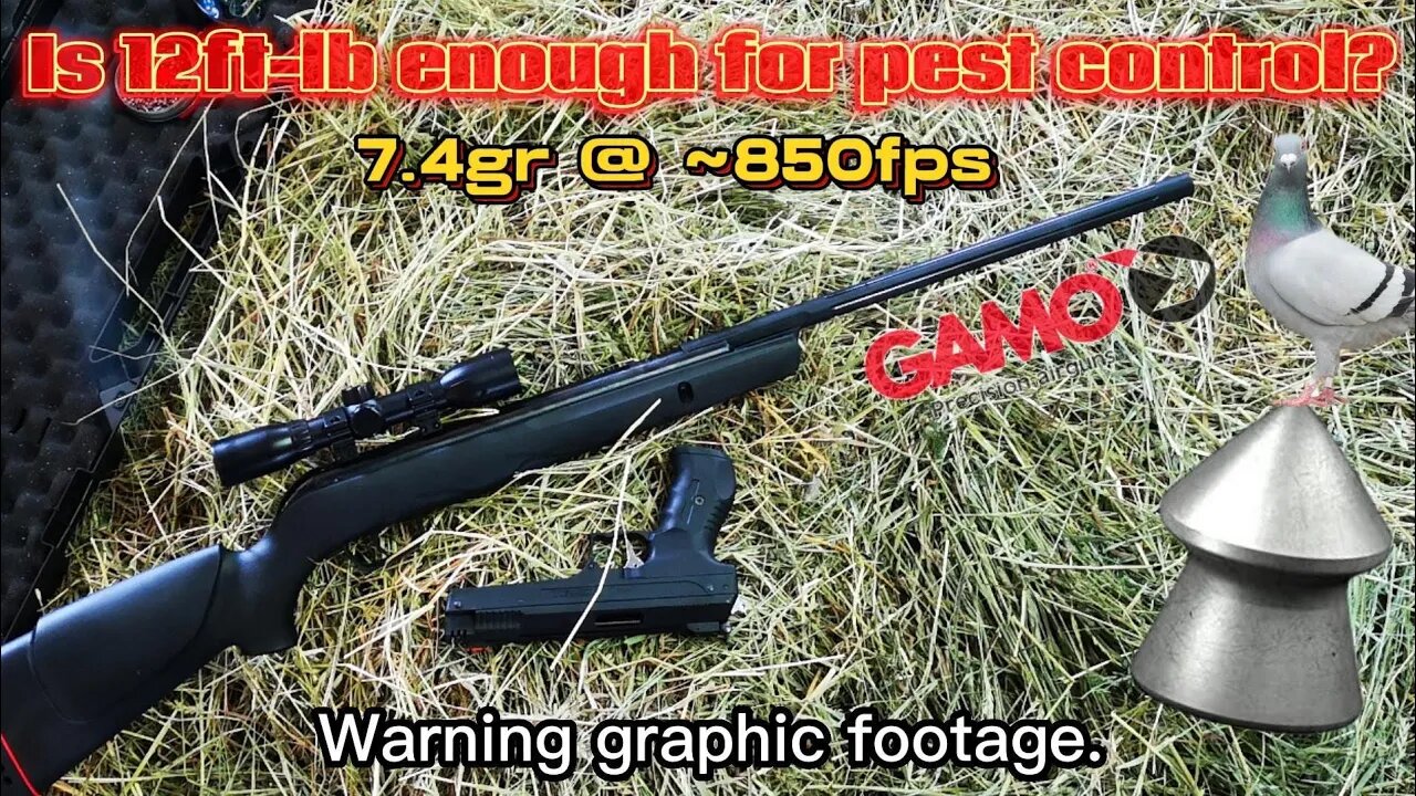 12ft-lb Gamo Varmint (Break barrel) - Pigeon pest control [*WARNING Graphic footage*]