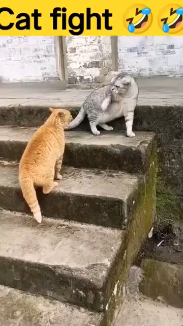 cat fight