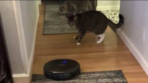 Cat is terrified of robot vacuum cleaner
