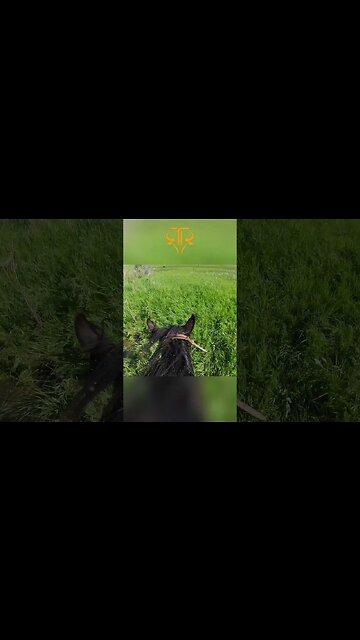 Conquering the Creek Jumping Challenge with Horse Calibar! 🐴🌊