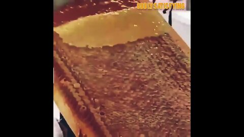 Satisfying video #satisfying #oddly #asmr #shorts #honey #honeycomb #honeybee