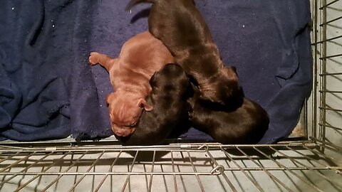 solid food interest OBI2023 BABY PATTERDALE TERRIERS day20 bull&terriers BSL puppies pups puppy dogs