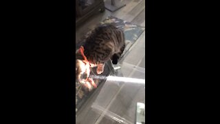 Gilligan playing with yarn
