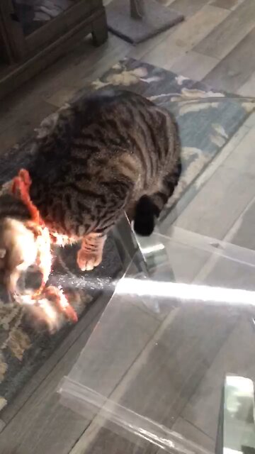 Gilligan playing with yarn