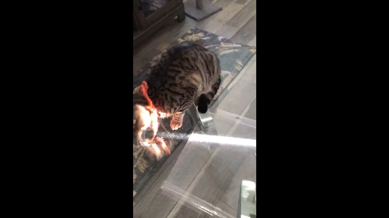 Gilligan playing with yarn