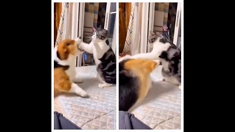 Funny animals