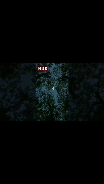 Neele Neele Amber Par