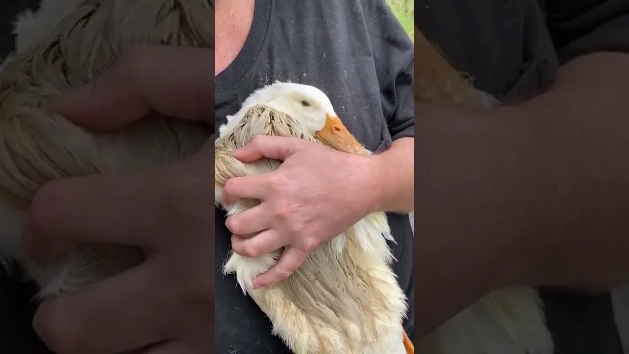 Pekin duckling 🐥 8 weeks