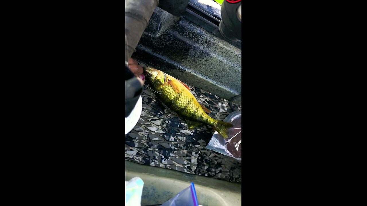 Yellow Perch Release