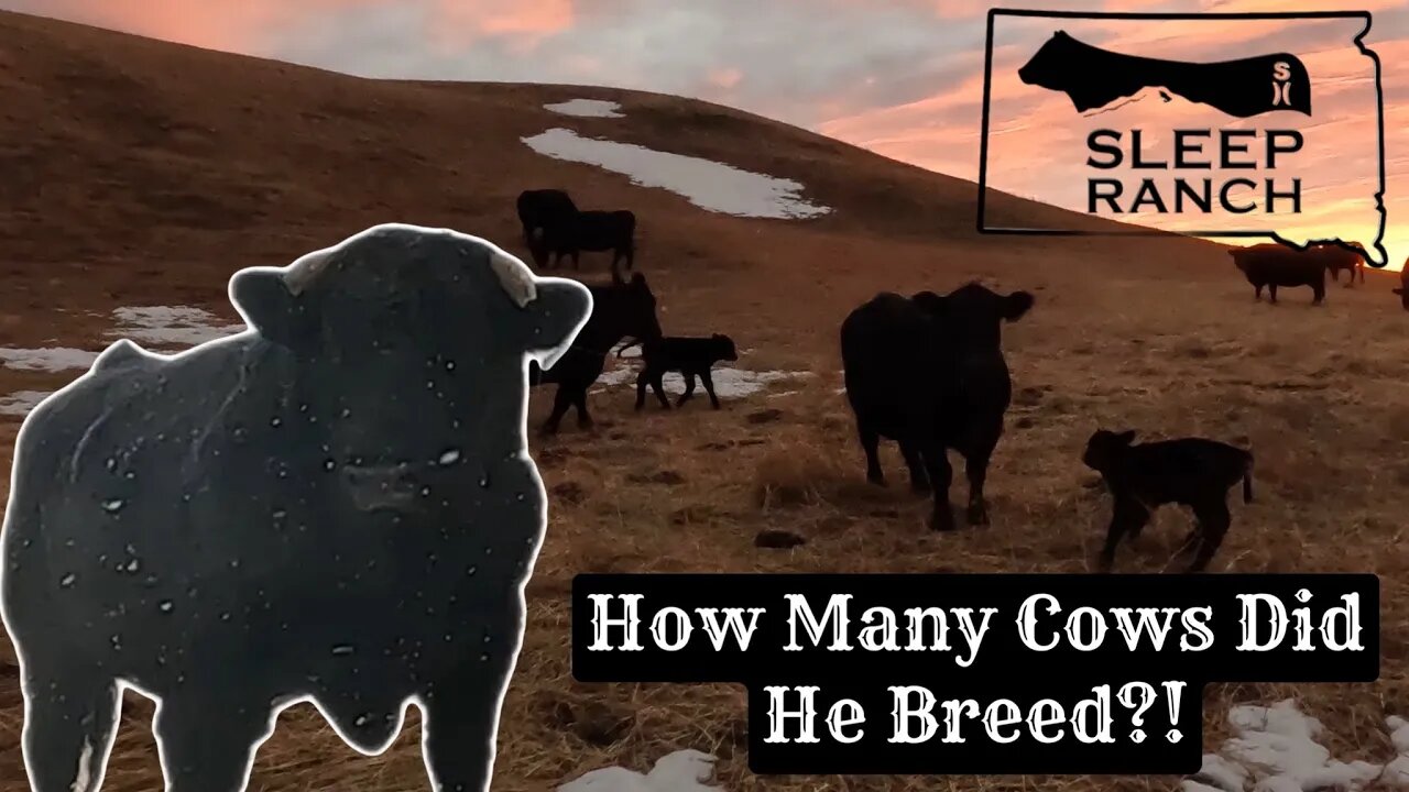 Neighbors Bull Broke in and Bred our Cows…