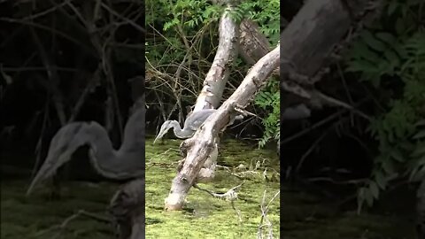 Great Blue Heron Catches A Fish