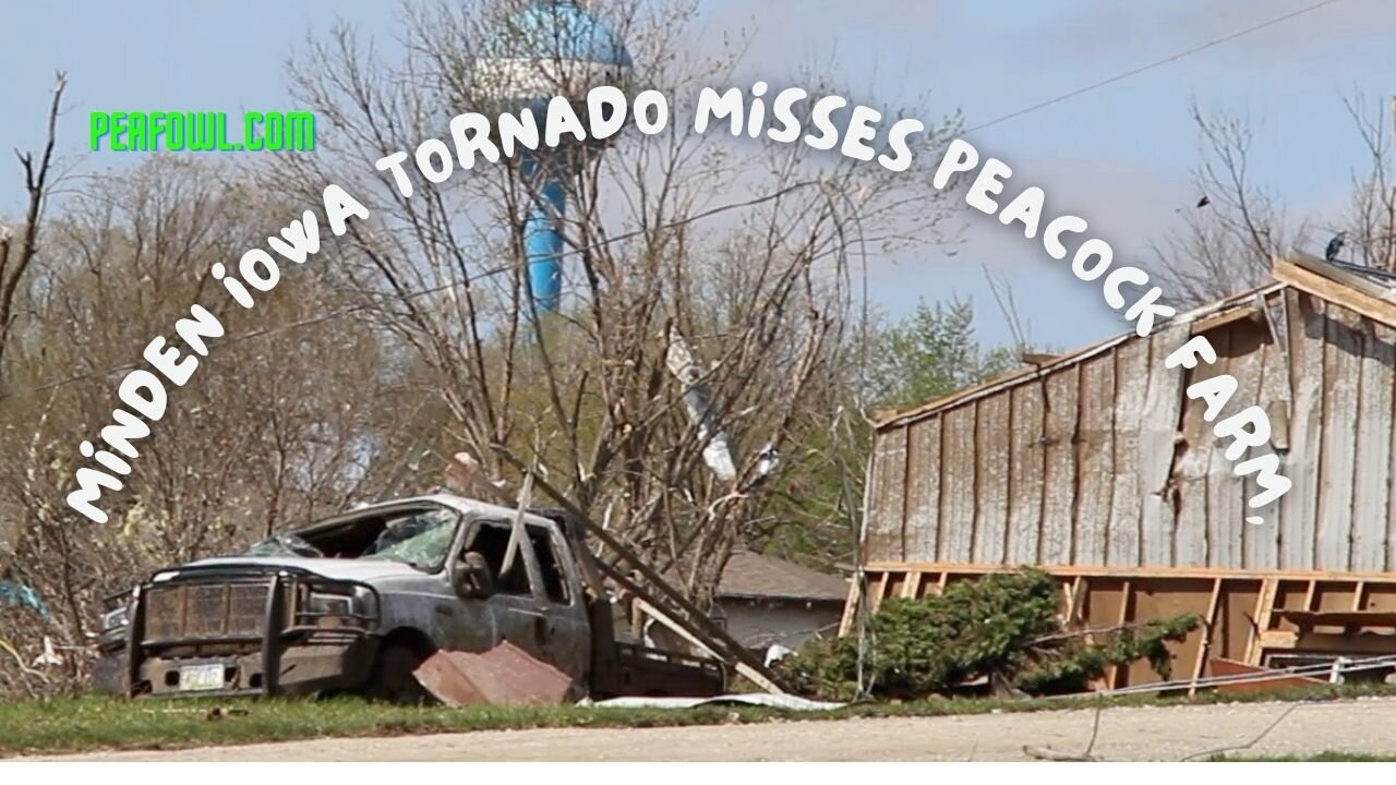 Minden Iowa Tornado Misses Peacock Farm, Peacock Minute, peafowl.com