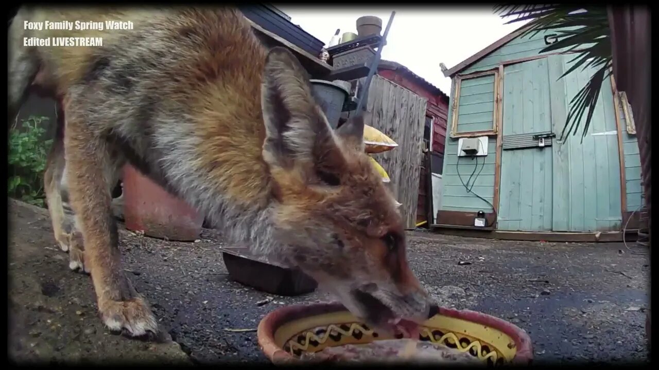 🦊Daily Foxy Family Spring Watch - urban fox now has 4 3-week-old cubs - edited LIVESTREAM highlights