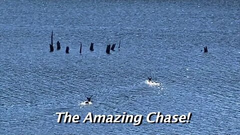 The Amazing Chase!