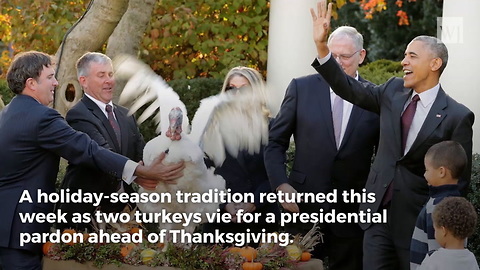 Meet 'Wishbone' and 'Drumstick' -- The Two Turkeys Vying for Trump's First Thanksgiving Pardon