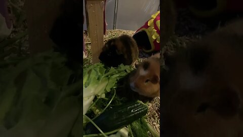 Guinea pigs breakfast