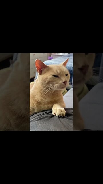 Sid the cat Cutest 🐈 meow