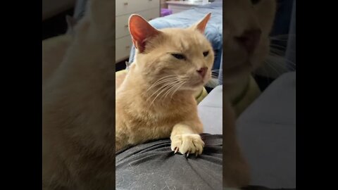 Sid the cat Cutest 🐈 meow