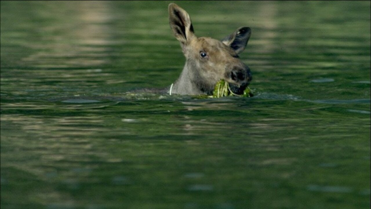 Cute and Adorable Baby Moose Playing and Exploring.