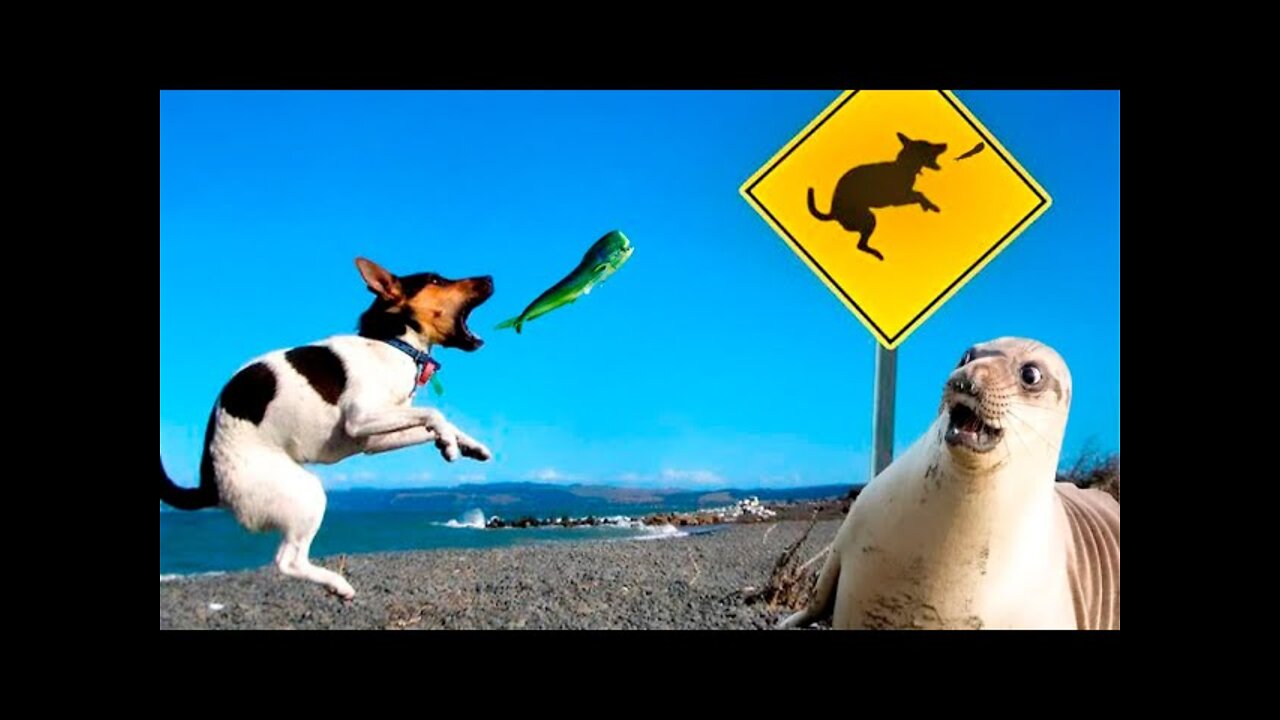 Funny Animals Video Best Catsand DogsVideos 2022 Compilation! Funny Animals' Club