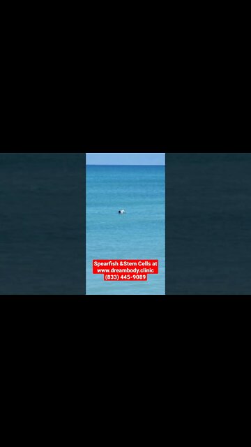 Spearfish and stem cells #stemcell #spearfish #snorkel #spearfishing #stemcells #stemcelltherapy