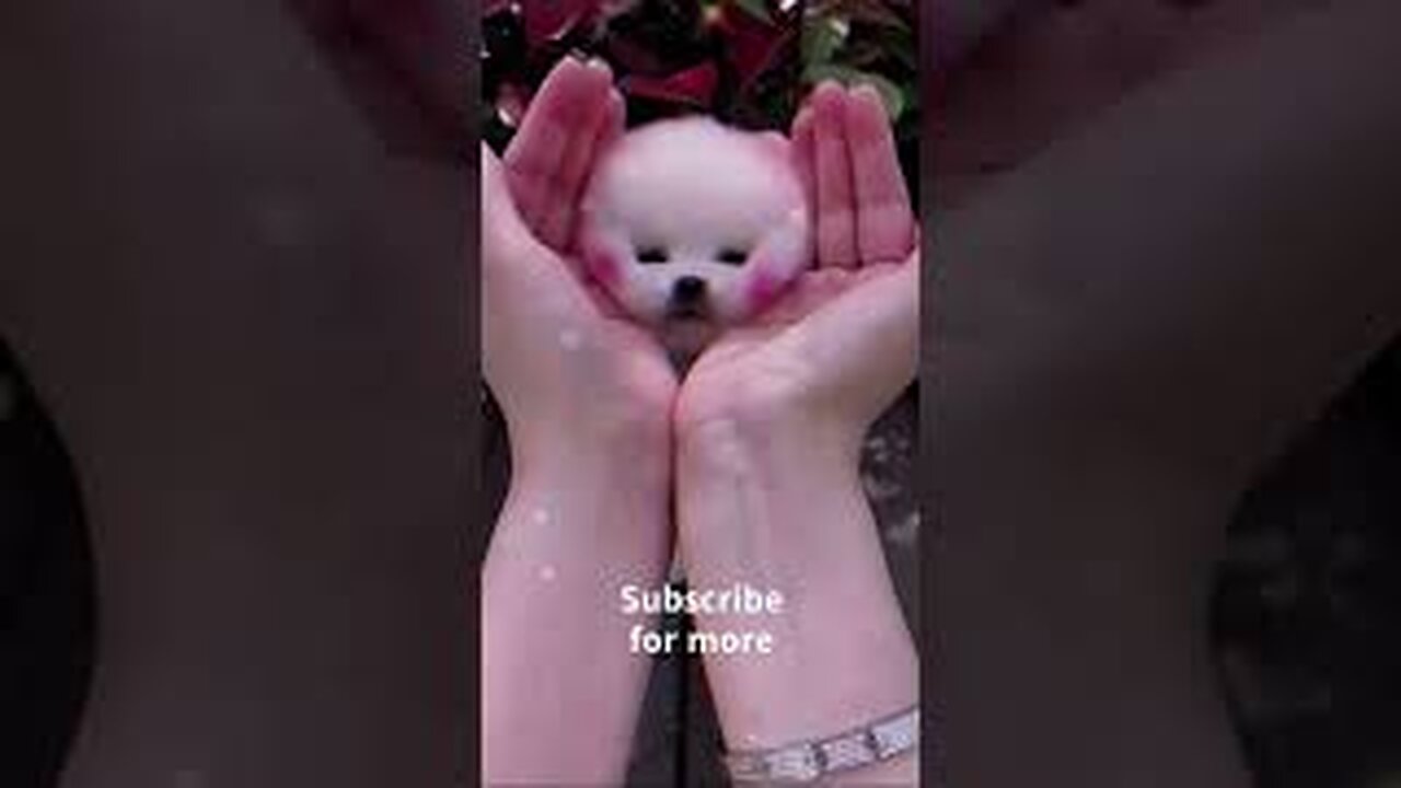 Dog funny videos🤣😂 || cute dog || Dog recation || #shorts #funnydog #funnyanimals #cutepuppy