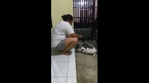 funny animal video