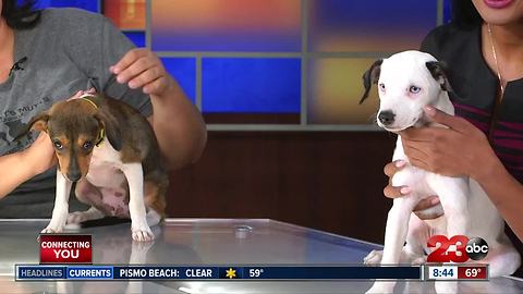 23ABC Pet of the Week: Double dose of puppy love with Brown Baron and Snoopy!