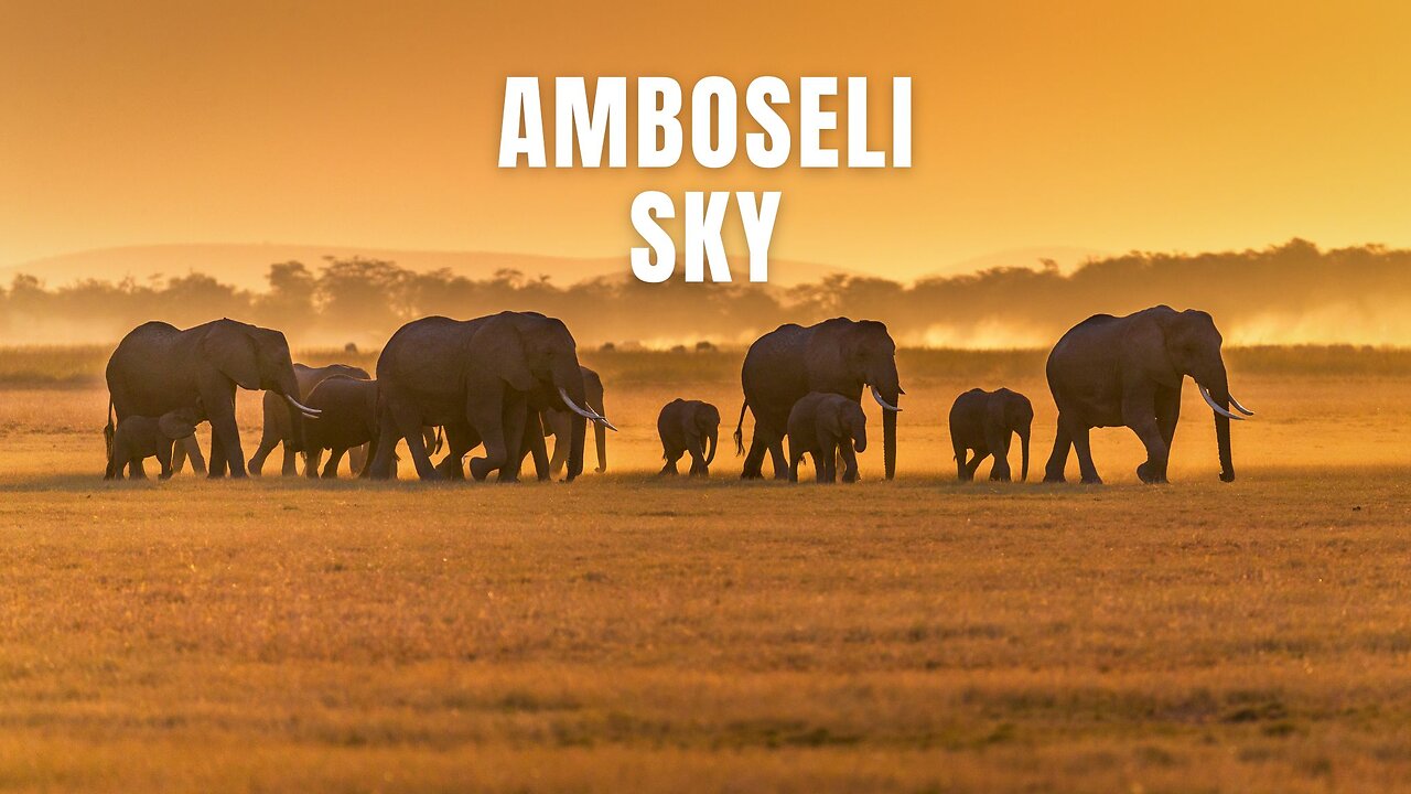 African Savanna VS Urban Beats: Which One Reigns Supreme? #Amboseli #AfricanSavanna, #Kilimanjaro