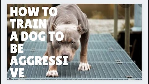 How to train Your dog to be very Aggressive