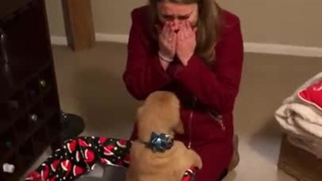 Husband Gifts Wife With A Golden Retriever Puppy For Christmas