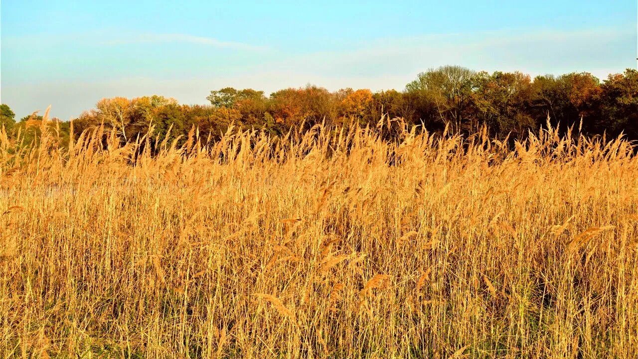 SOUNDS OF NATURE: BIRDSONG IN THE SWAMP ЗВУКИ ПРИРОДЫ: ПЕНИЕ ПТИЦ НА БОЛОТЕ