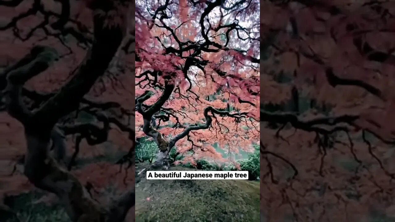 A beautiful Japanese maple tree